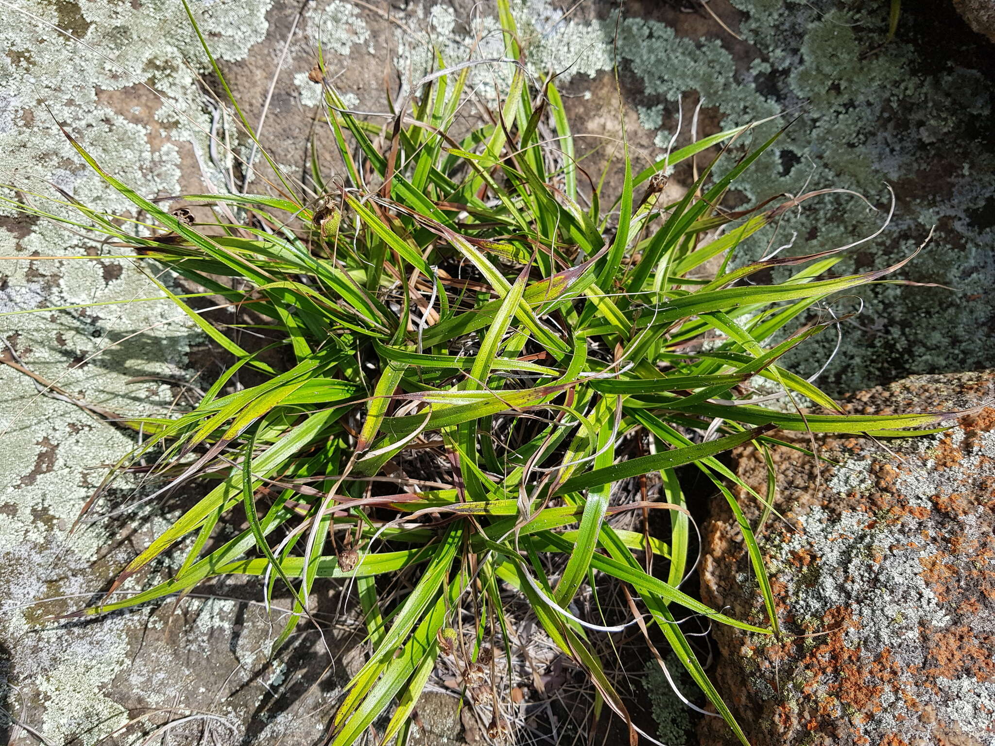 Image of Xerophyta schlechteri (Baker) N. L. Menezes