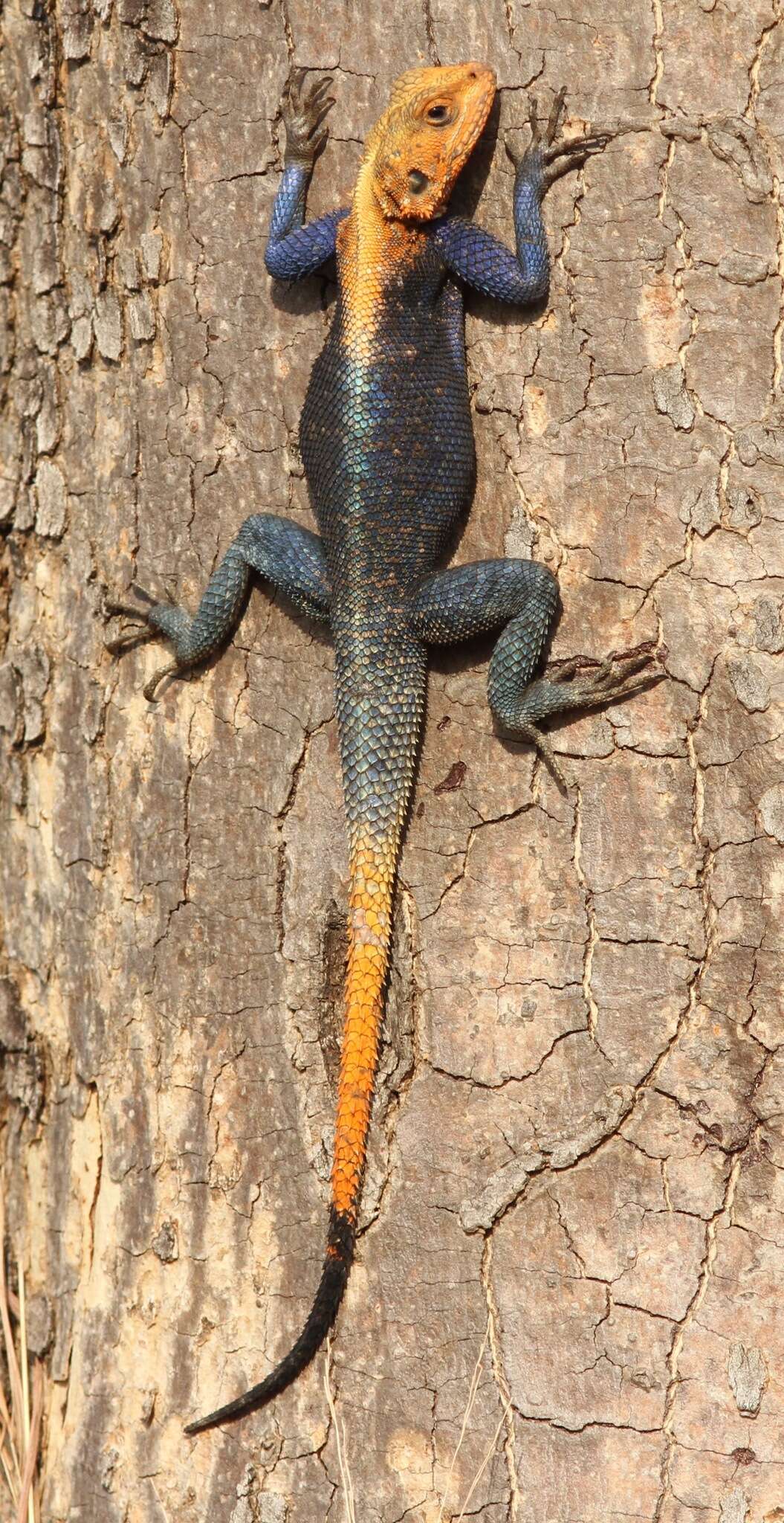 Image of Agama finchi Böhme, Wagner, Malonza, Lötters & Köhler 2005