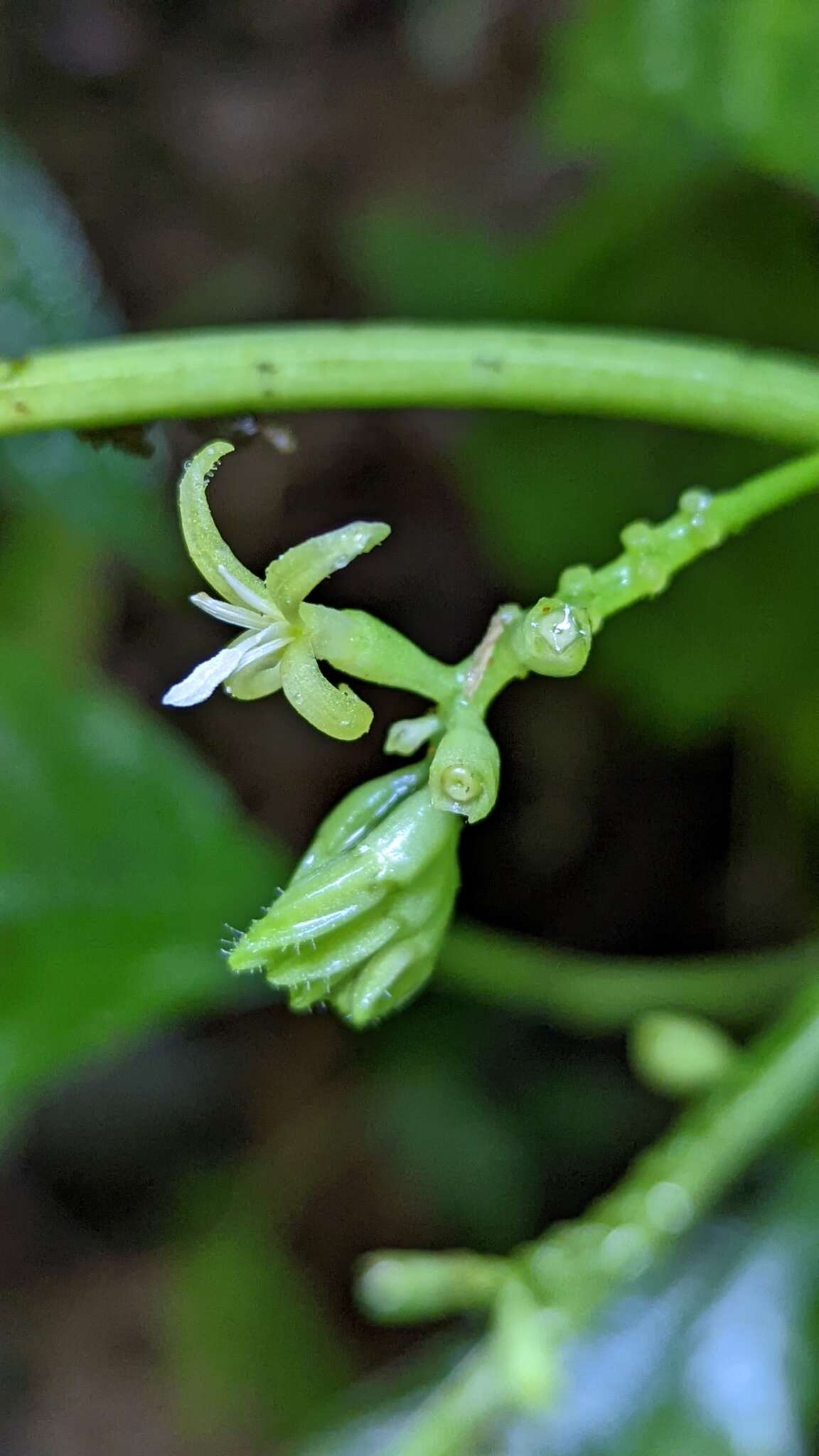 Image of Hoffmannia viridis Rusby