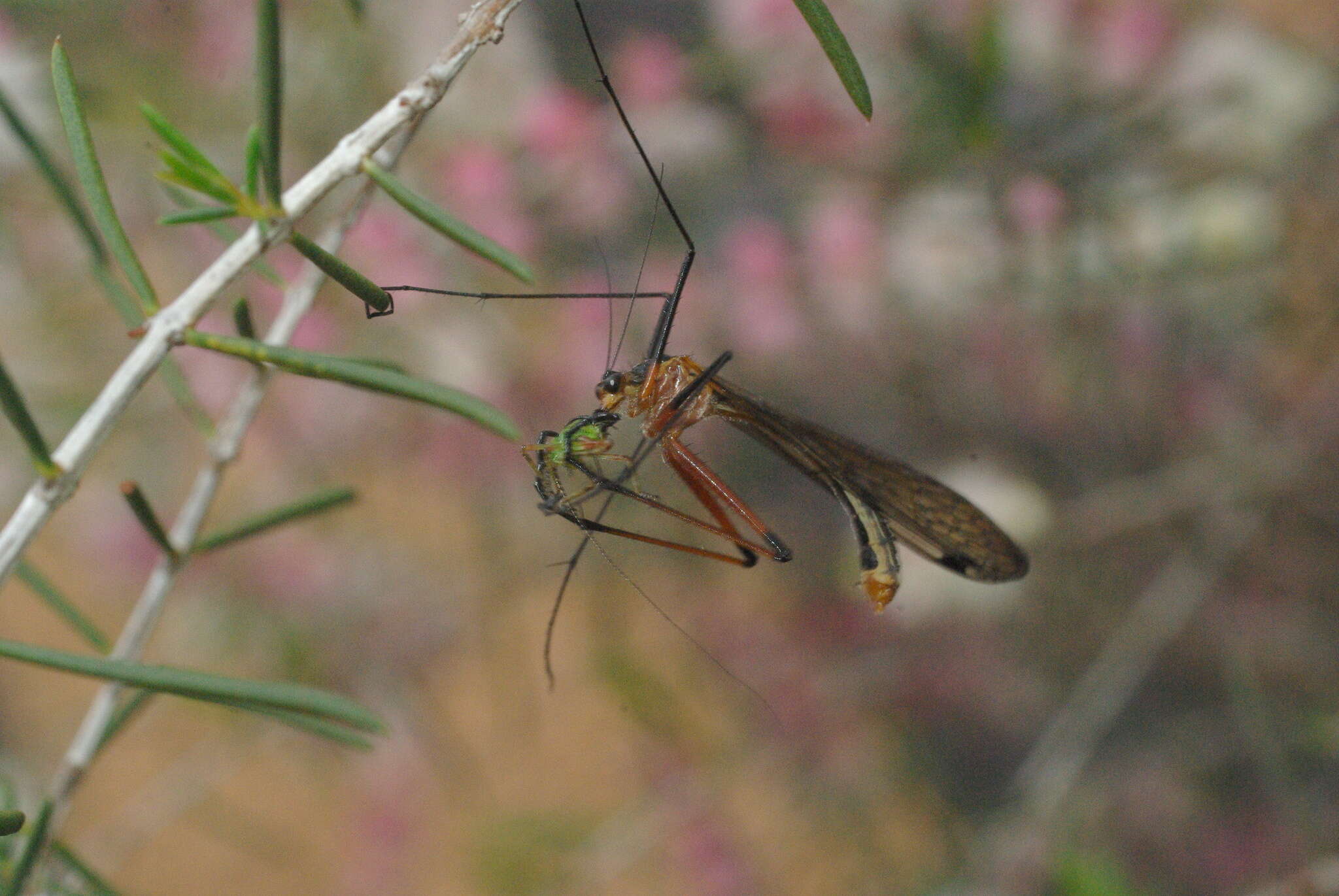 Image of Harpobittacus similis Esben-Petersen 1935