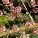 Sivun Euphorbia dioscoreoides subsp. dioscoreoides kuva