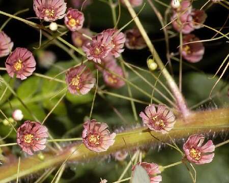 Sivun Euphorbia dioscoreoides Boiss. kuva