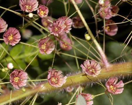 Image of Euphorbia dioscoreoides Boiss.