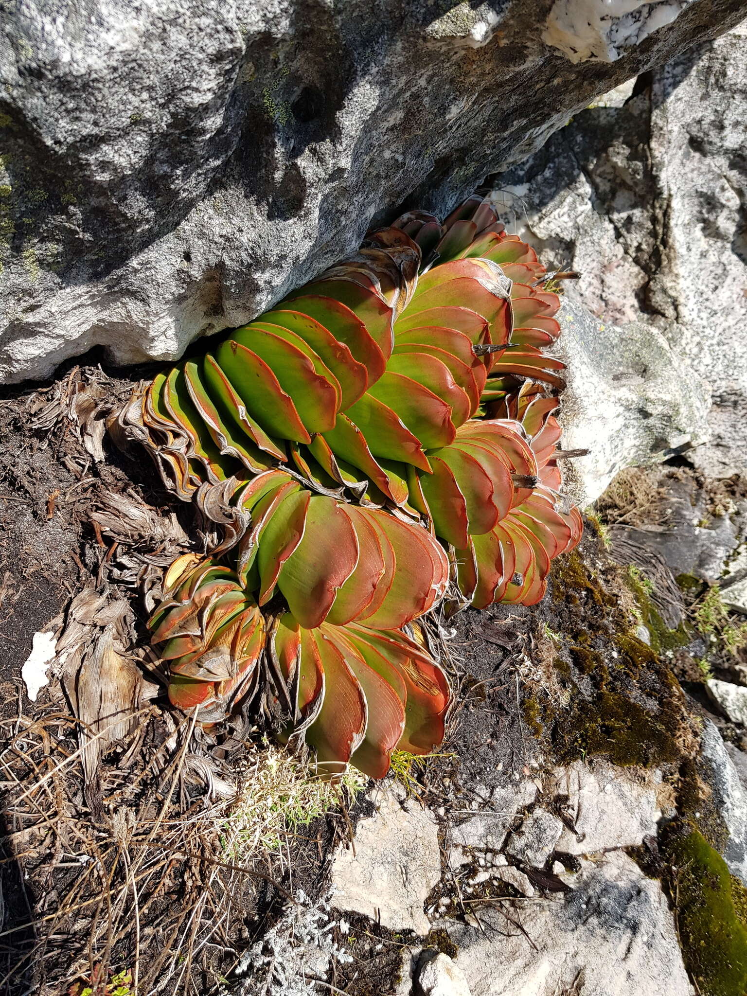 Image of Kumara haemanthifolia (Marloth & A. Berger) Boatwr. & J. C. Manning