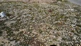 Image de Osteospermum pinnatum (Thunb.) Norlindh