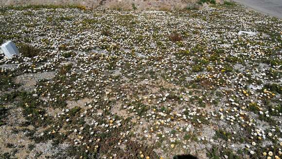 Image of Osteospermum pinnatum (Thunb.) Norlindh