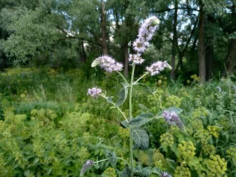 Image of Mentha longifolia var. asiatica (Boriss.) Rech. fil.