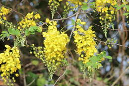 Image of Cassia sieberiana DC.