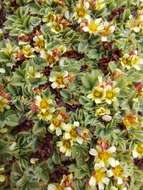 Image of Potentilla tetrandra (Bunge) Bunge ex Hook. fil.