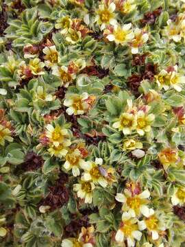 Image of Potentilla tetrandra (Bunge) Bunge ex Hook. fil.