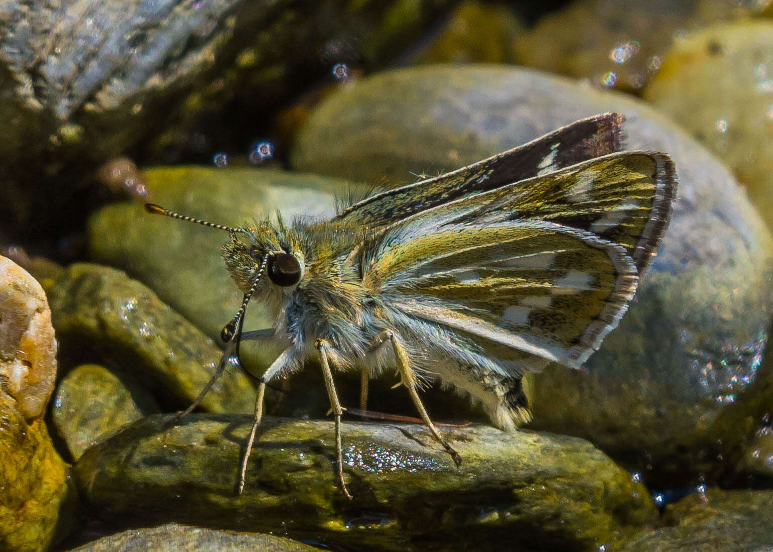 Image of Taractrocera danna Moore 1865