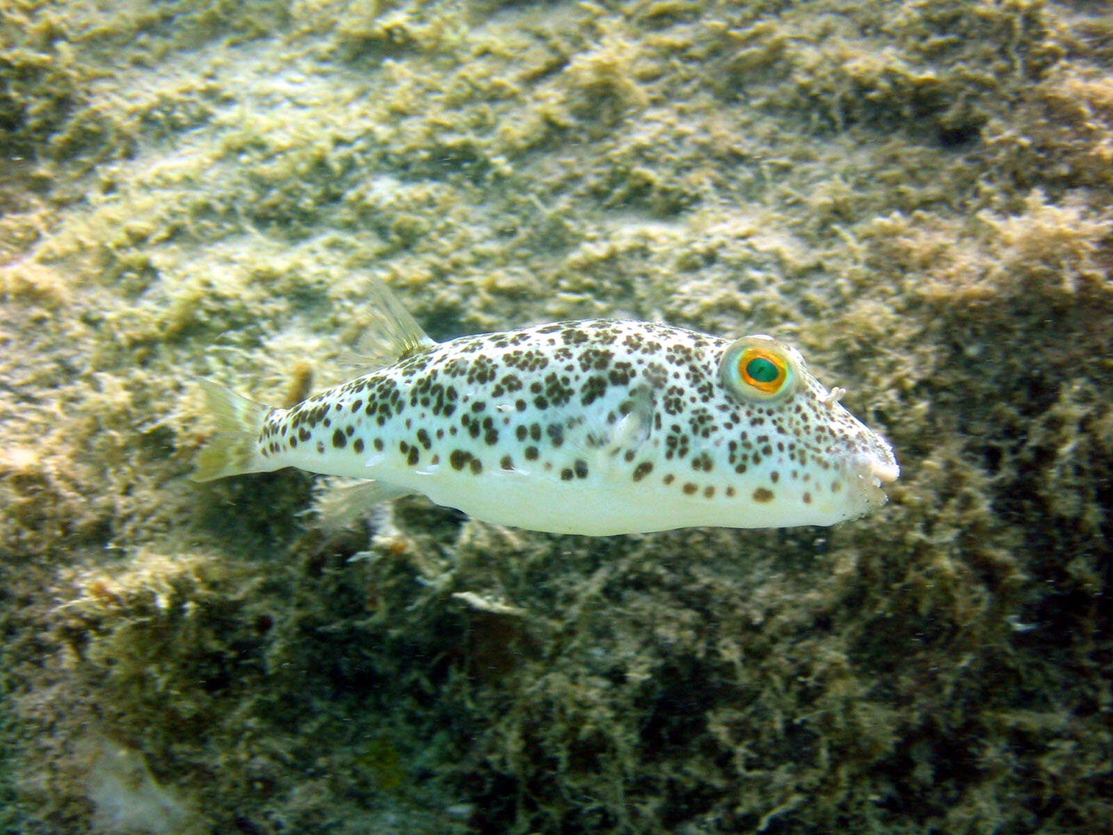 Image of Caribbean Puffer