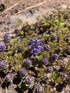 Image of featherleaf kittentails