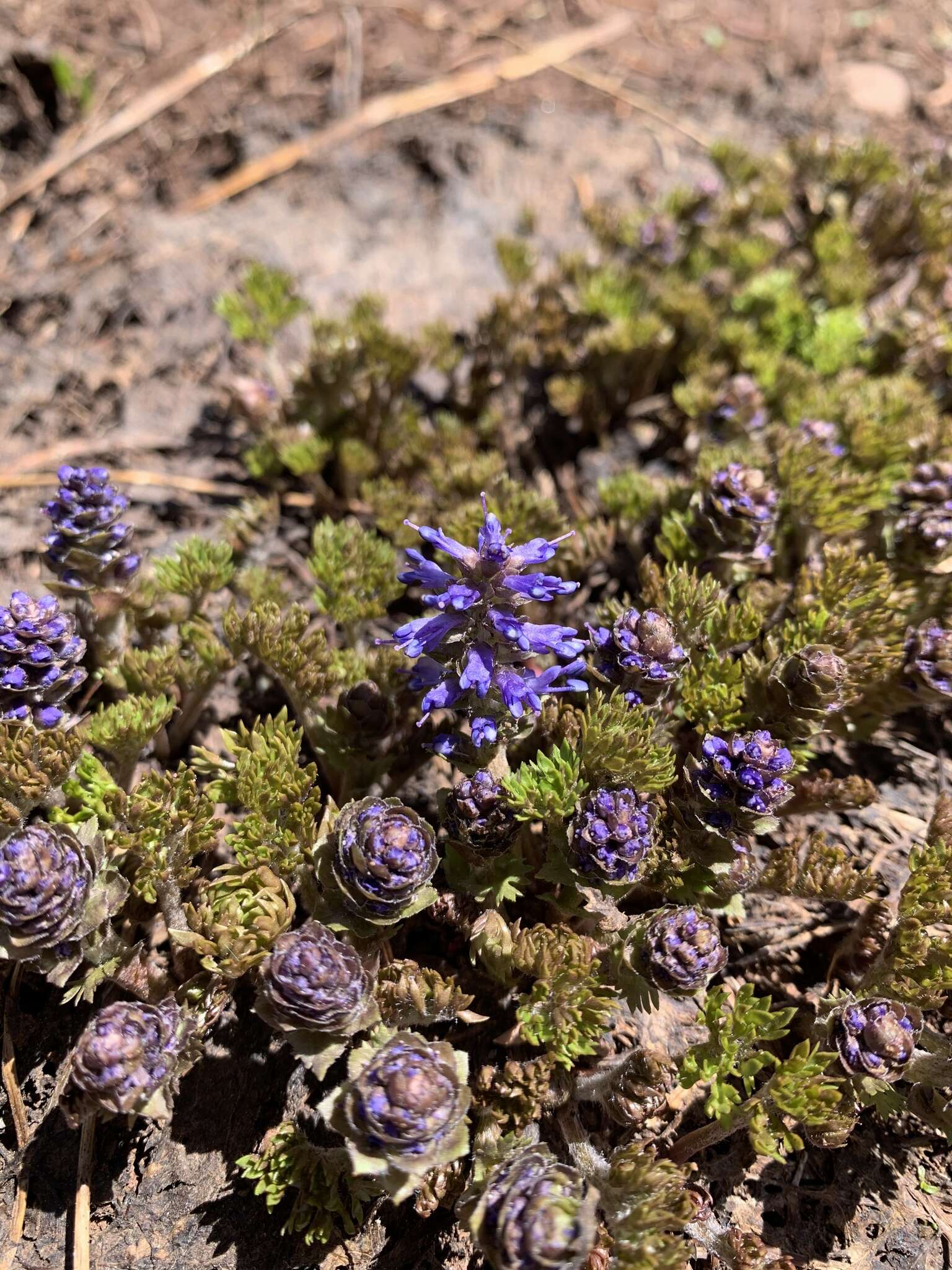 Image of featherleaf kittentails