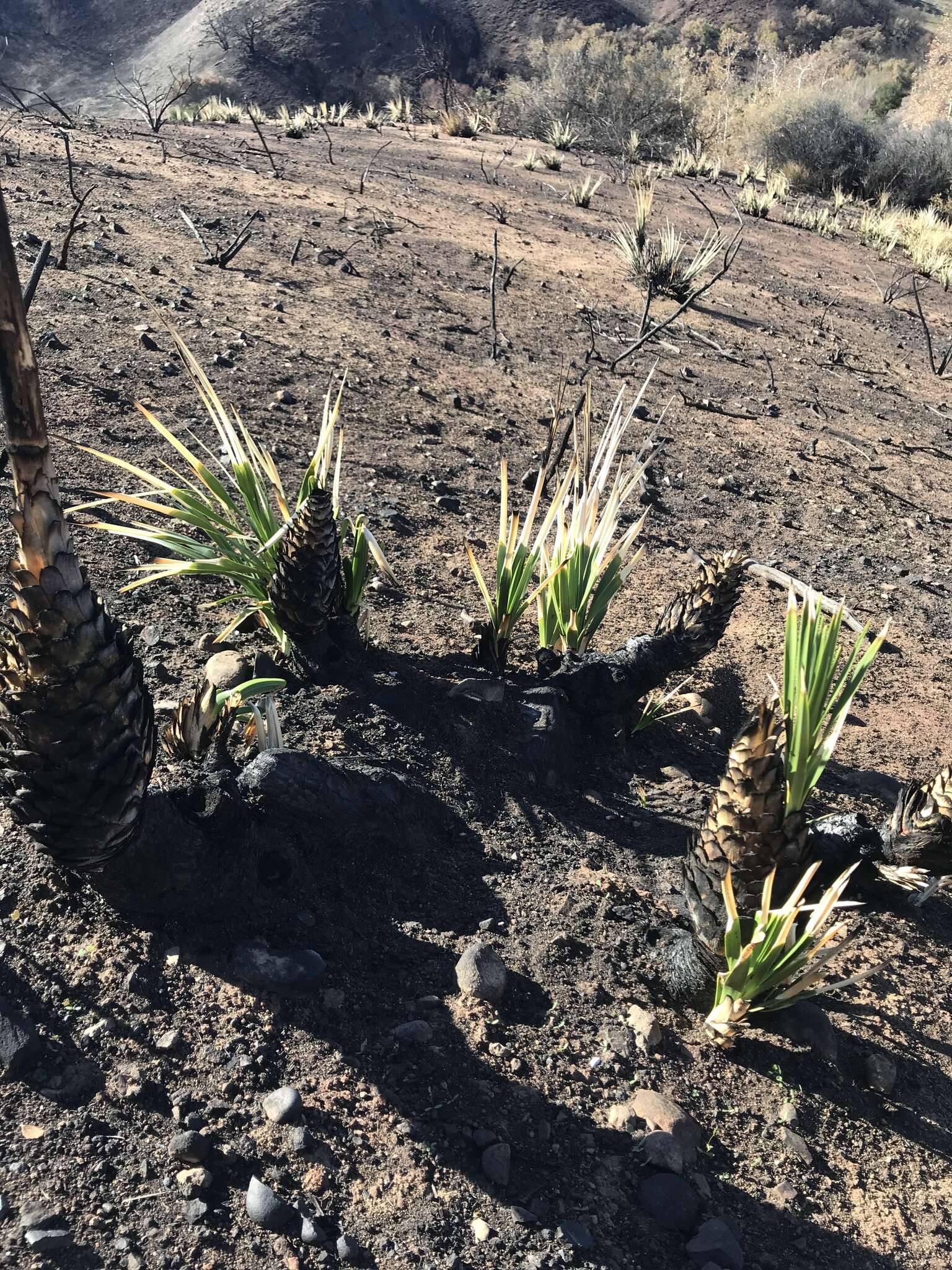 Image of Peninsular beargrass