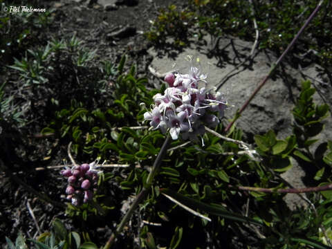 Image of <i>Valeriana fonkii</i>