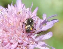 Image of Closterotomus cinctipes (A. Costa 1853)