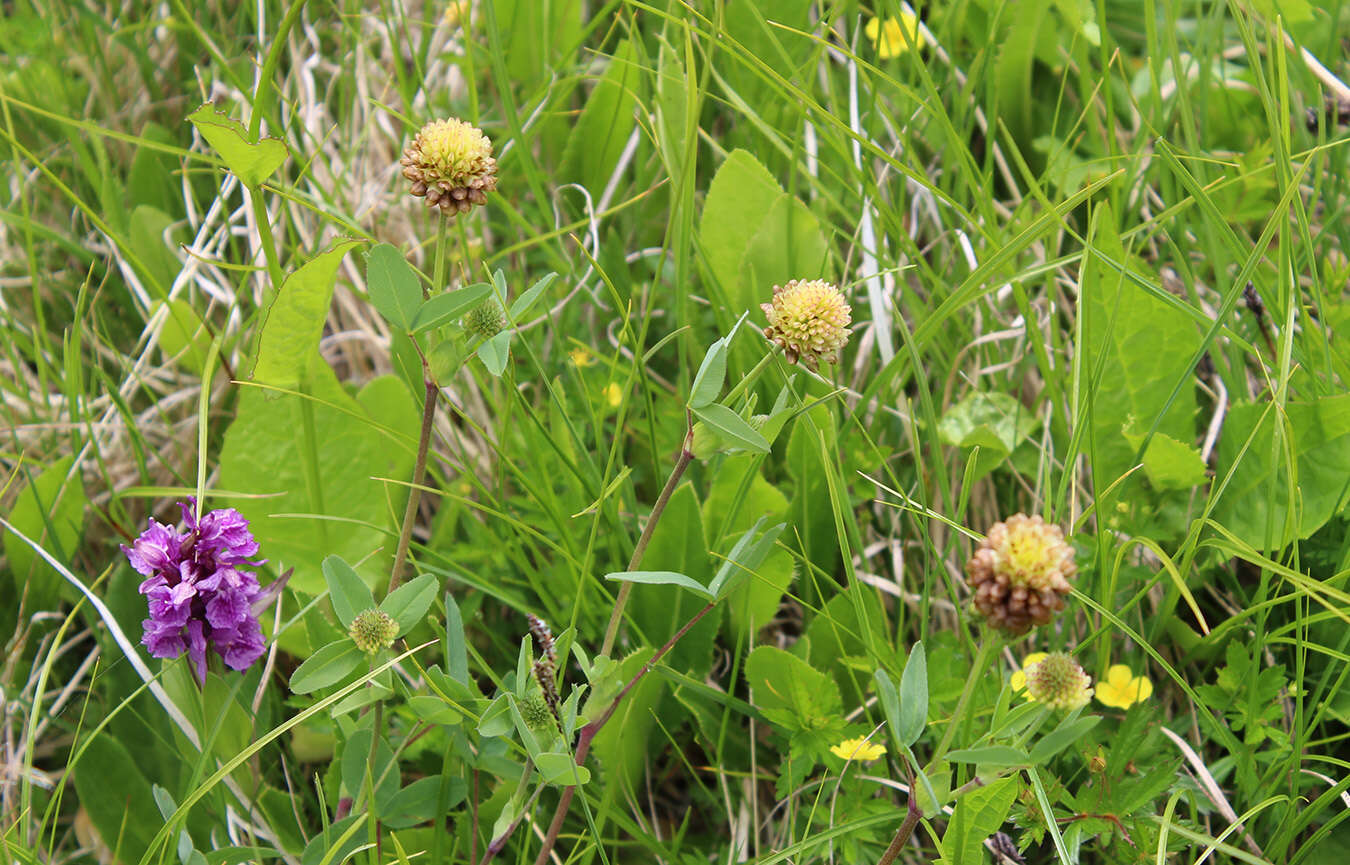 Image of Trifolium badium subsp. rytidosemium