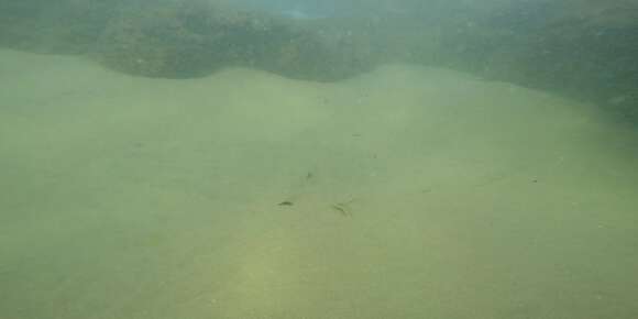 Image of Backwater butterfly ray