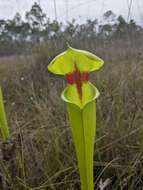 Image of Sarracenia flava var. rugelii (Shuttlew. ex DC.) Mast.