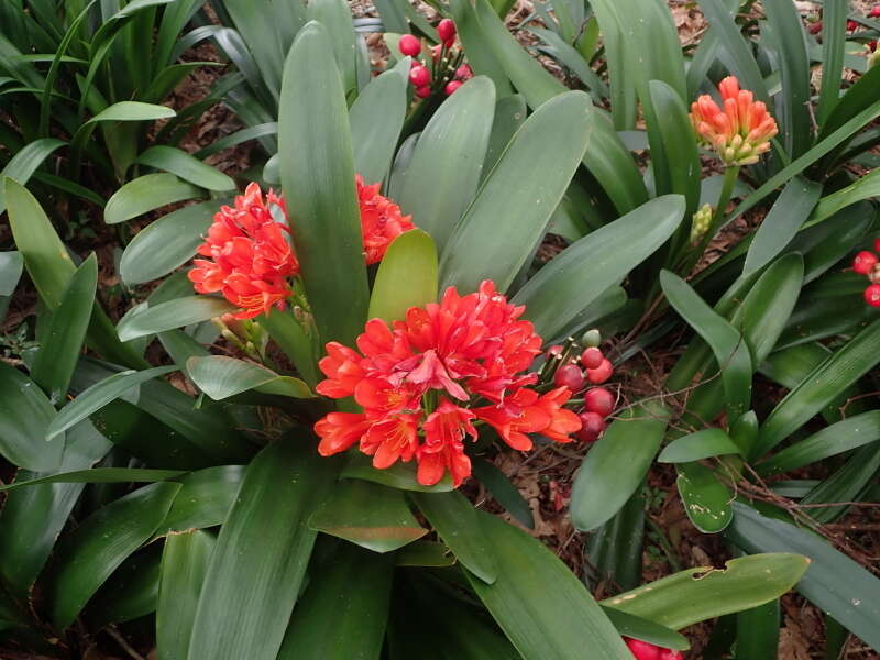 Imagem de Clivia