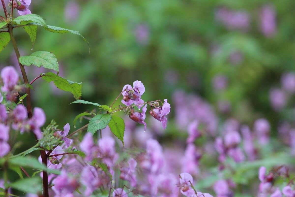 Imagem de Impatiens sulcata Wall.