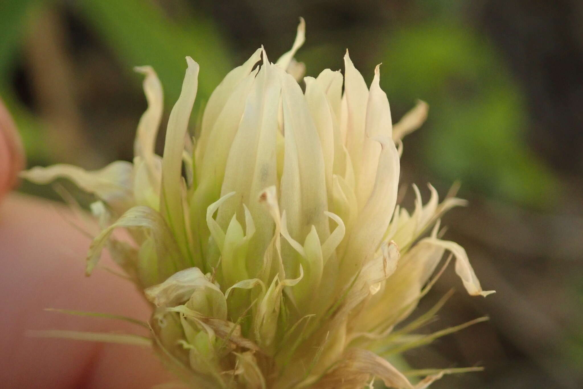 Imagem de Trifolium longipes subsp. elmeri (Greene) J. M. Gillett