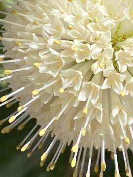 Image of common buttonbush