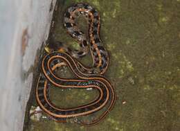 Image of buff striped keelback