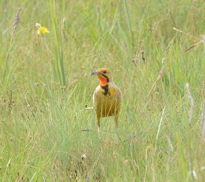 Image of Cape Longclaw