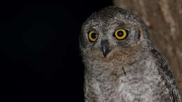 Image of Pallid Scops Owl