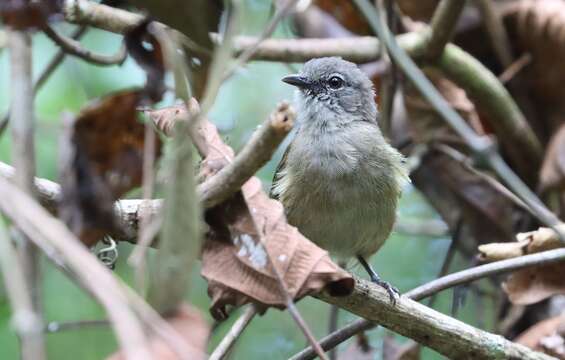 Image of Ansorge's Greenbul