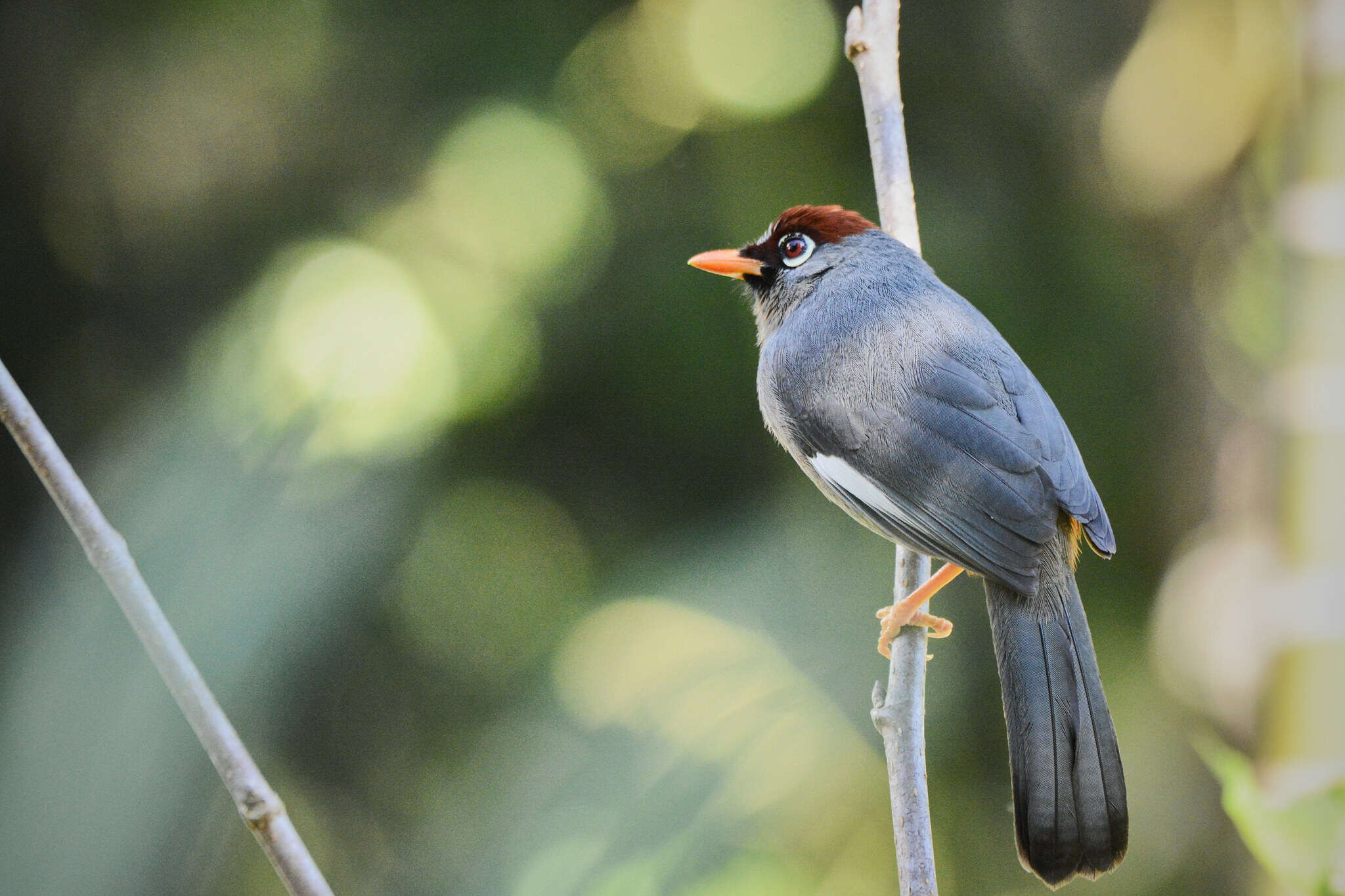 Image of Chestnut-capped Laughingthrush