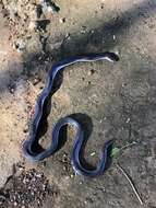 Image of Bibron’s Stiletto Snake