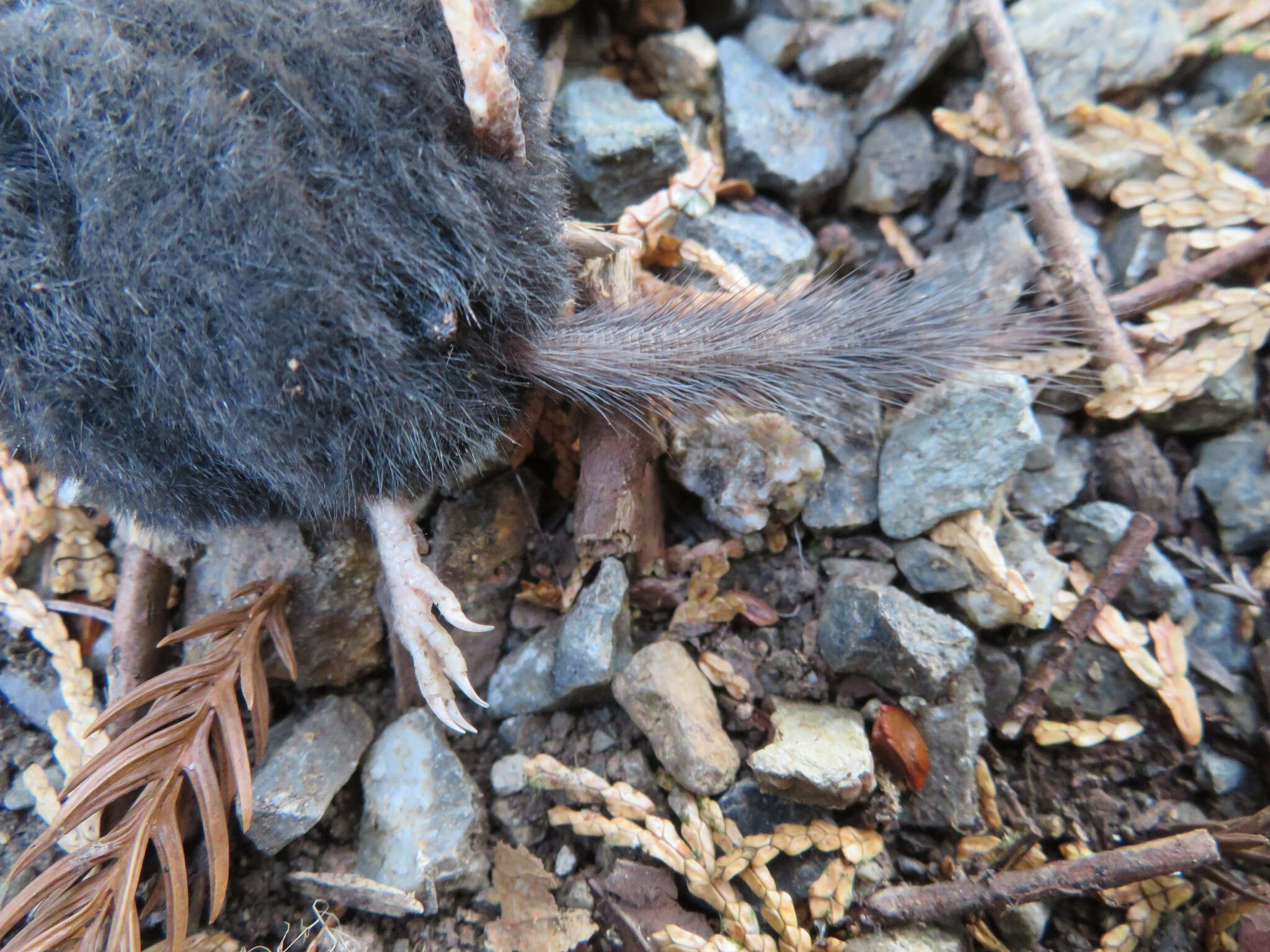 Image of greater Japanese shrew-mole