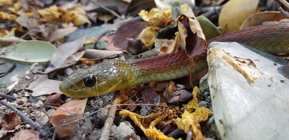 Image of Rhabdophis helleri (Schmidt 1925)