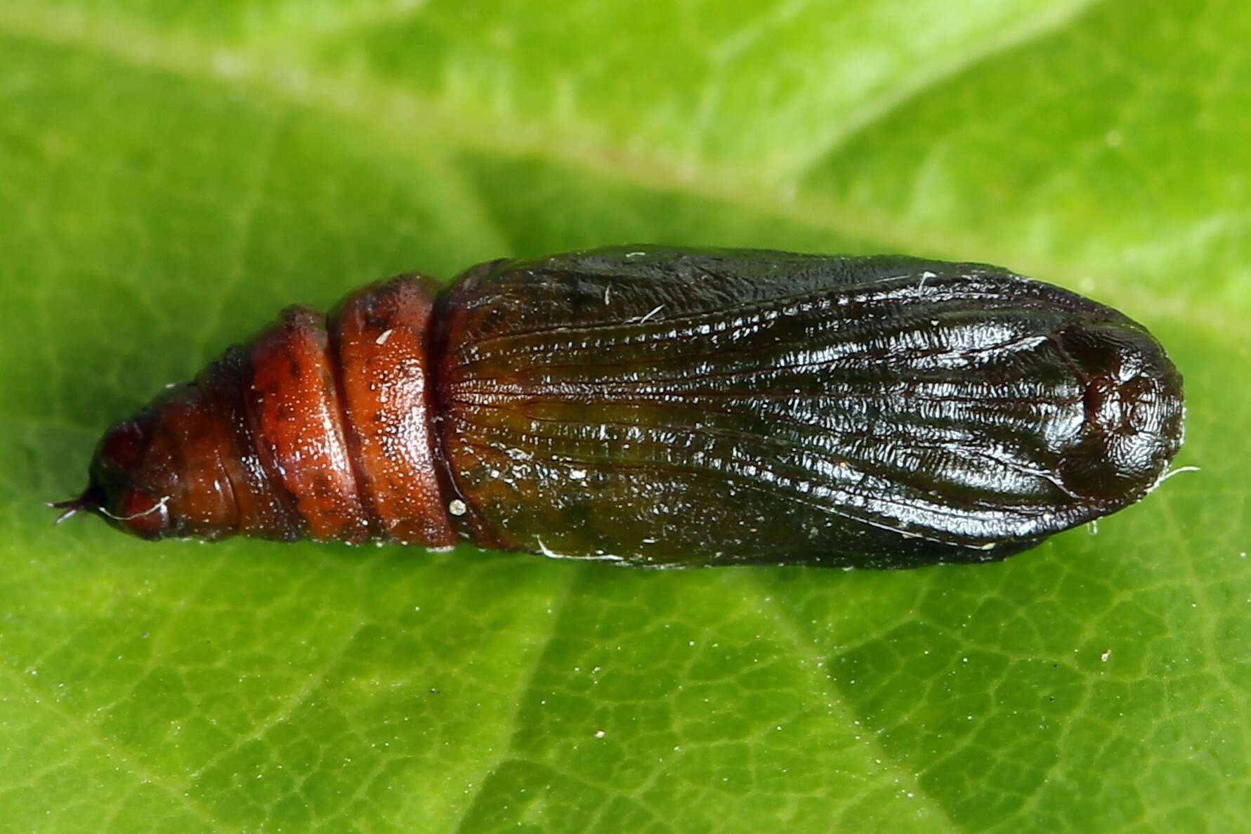 Image of early tooth-striped