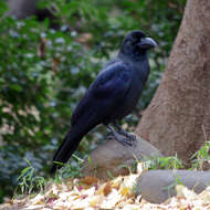 Image of Corvus macrorhynchos japonensis Bonaparte 1850