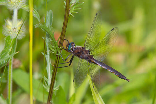 Image of Common Baskettail