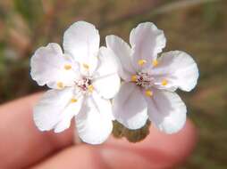 Image de Drosera brevicornis Lowrie