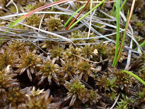 Image of Sphagnum lindbergii W. P. Schimper ex Lindberg 1857