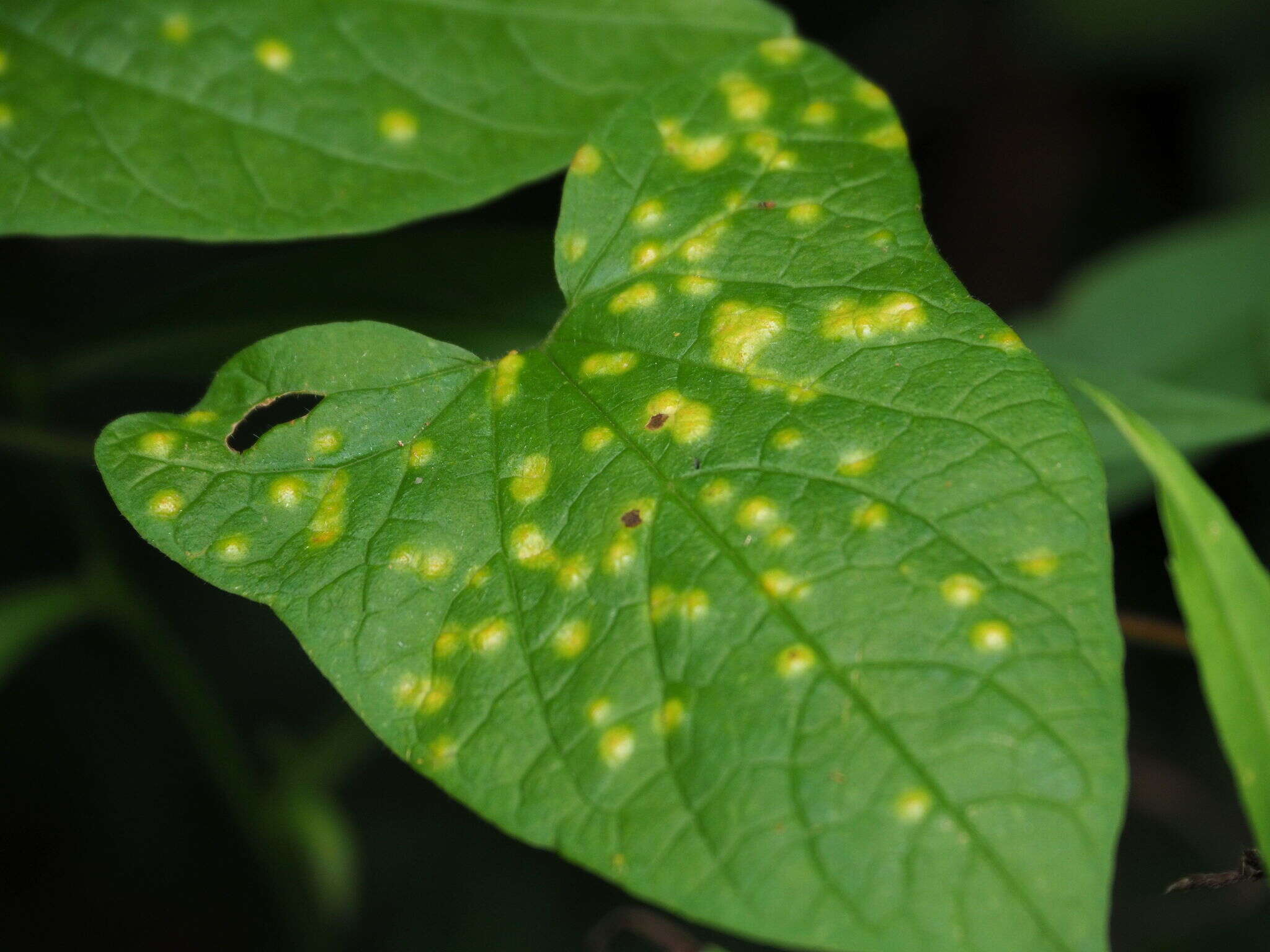 Image de Puccinia convolvuli (Pers.) Castagne 1842