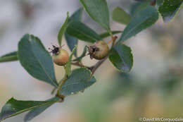 صورة Gymnosporangium clavipes Cooke & Peck 1873