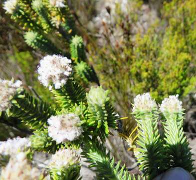 Image of Kogelbergia verticillata (Eckl. & Zeyh.) J. P Rourke