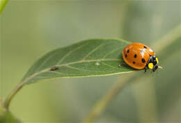 Image of Neda aequatoriana Mulsant 1853