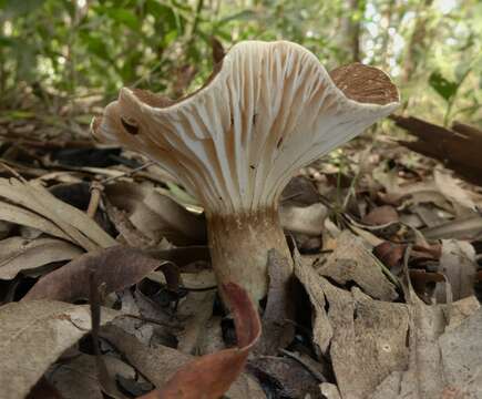 Image de Lactifluus wirrabara (Grgur.) Stubbe 2012