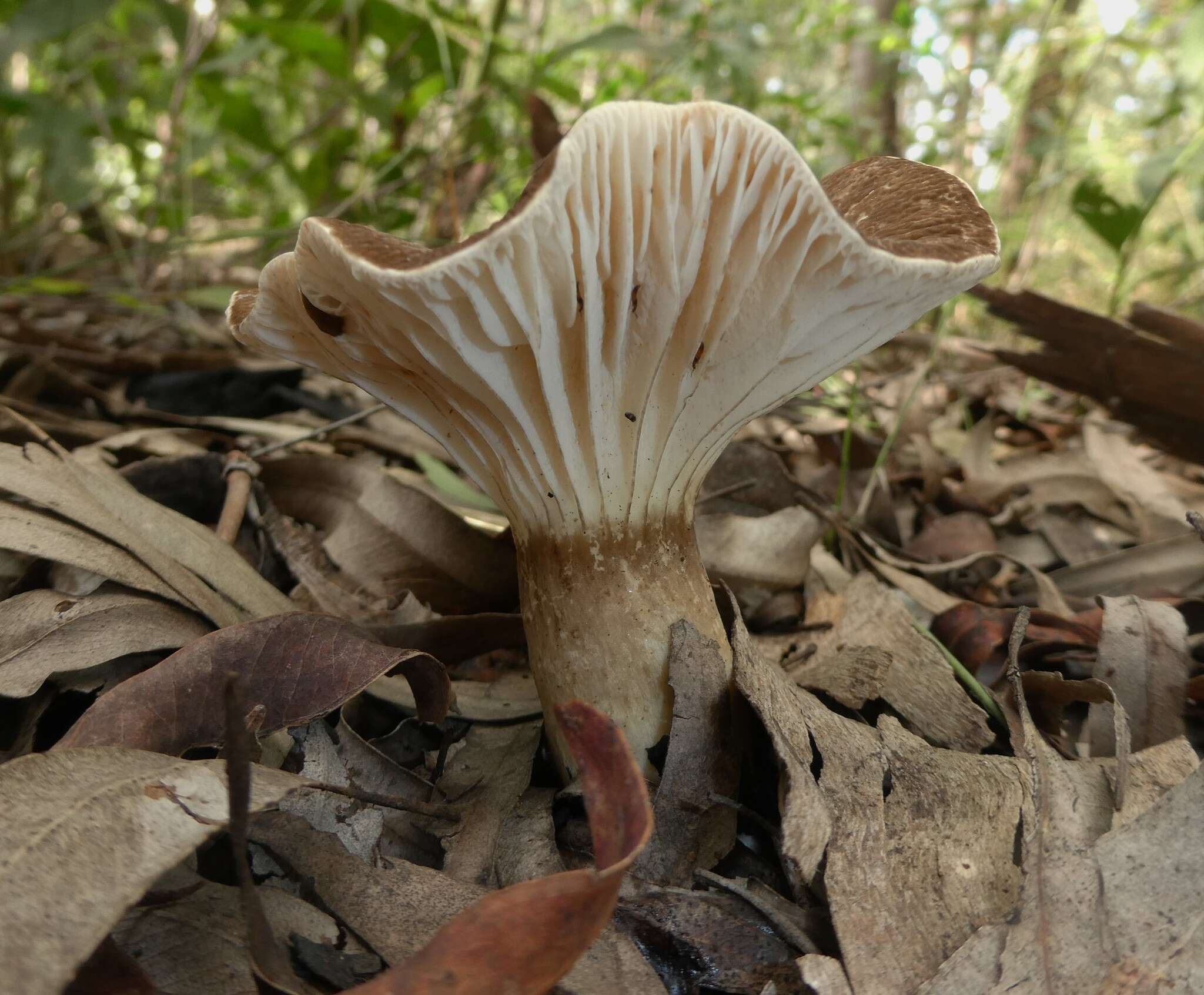 Image de Lactifluus wirrabara (Grgur.) Stubbe 2012