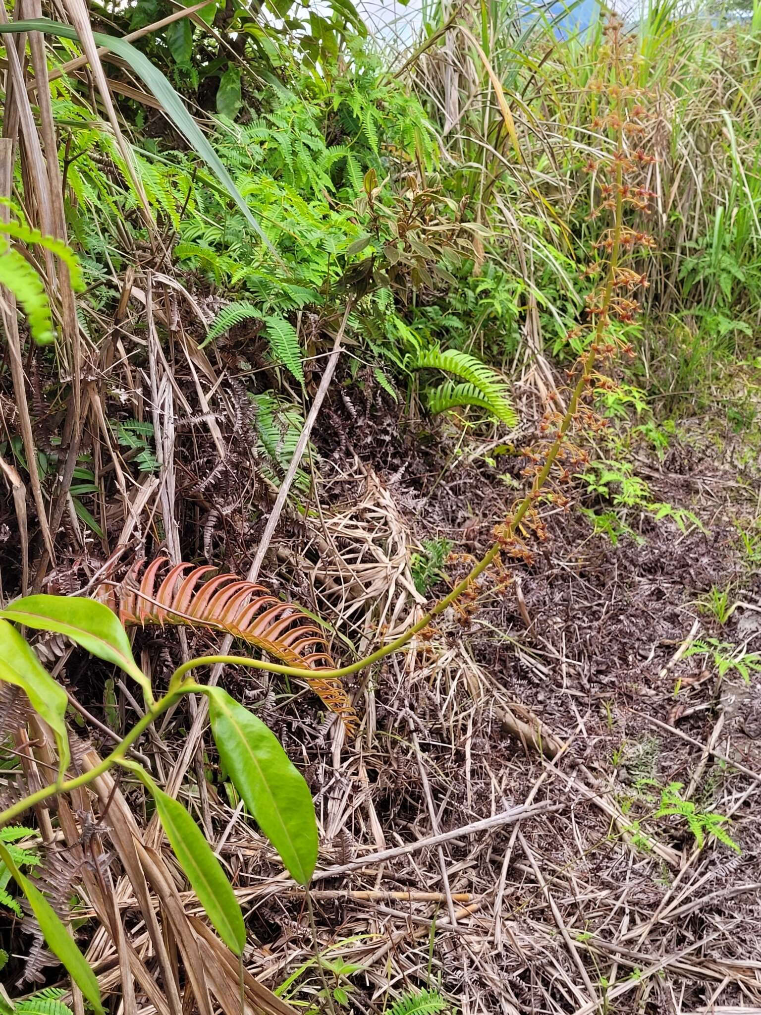 Image of Nepenthes maxima Reinw. ex Nees