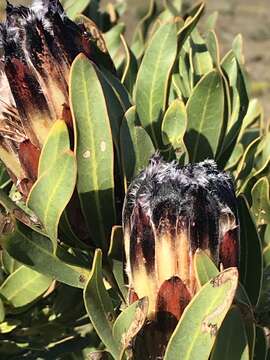 Image of Protea lepidocarpodendron (L.) L.