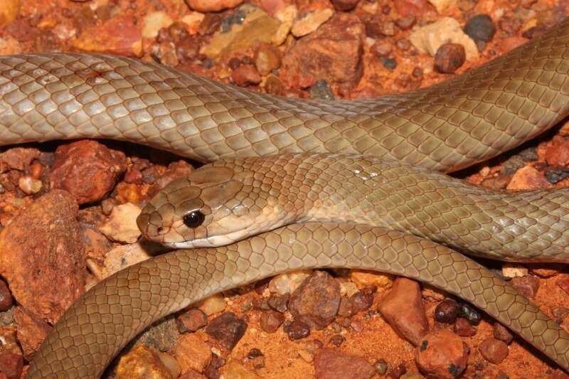 Image of Ringed Brown Snake